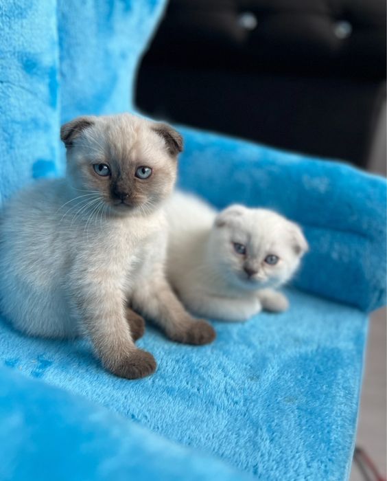 Koteczka czekoladowy point zwisłoucha