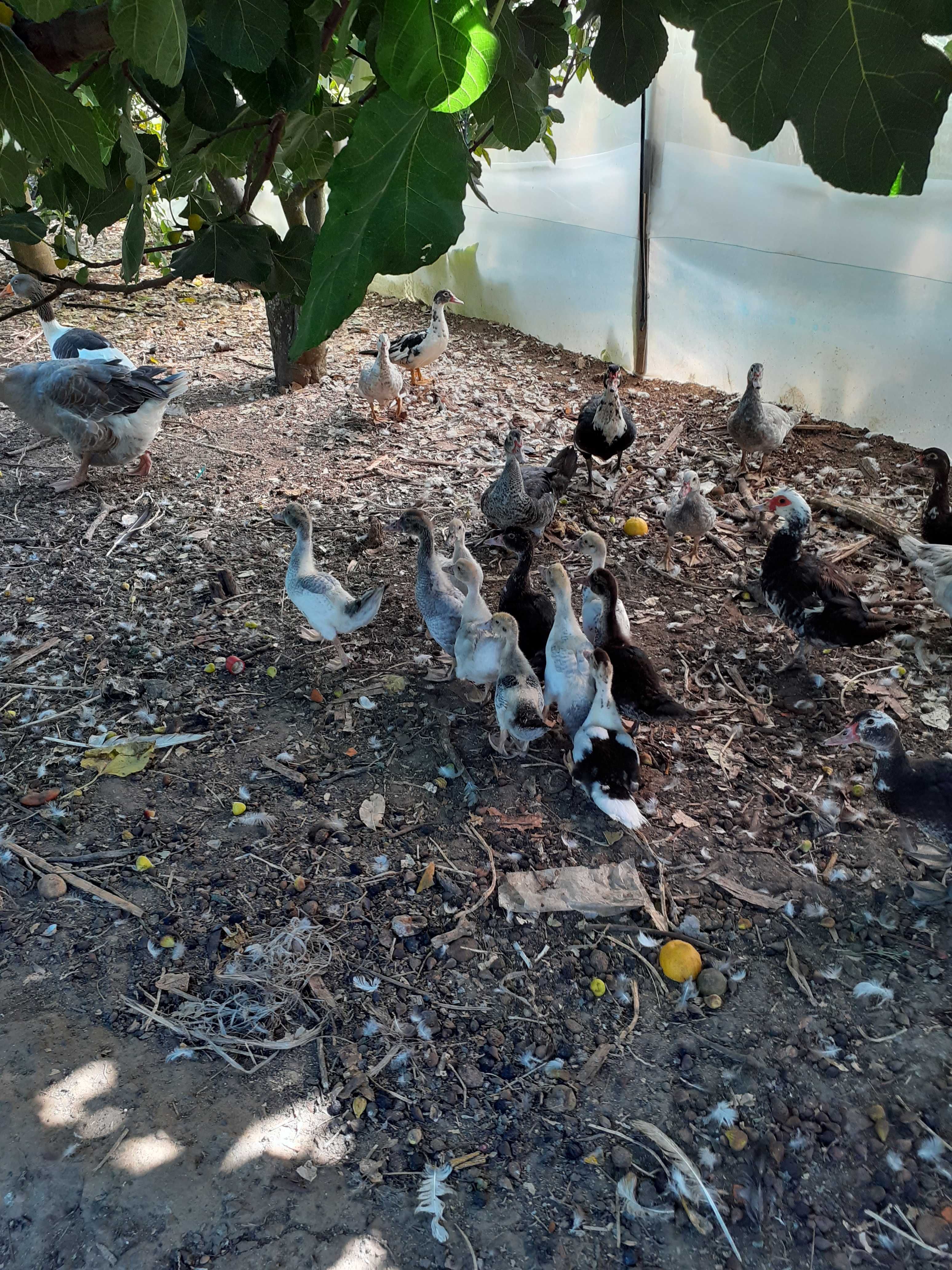 Patos Mudos de vários tamanhos criados em Quinta