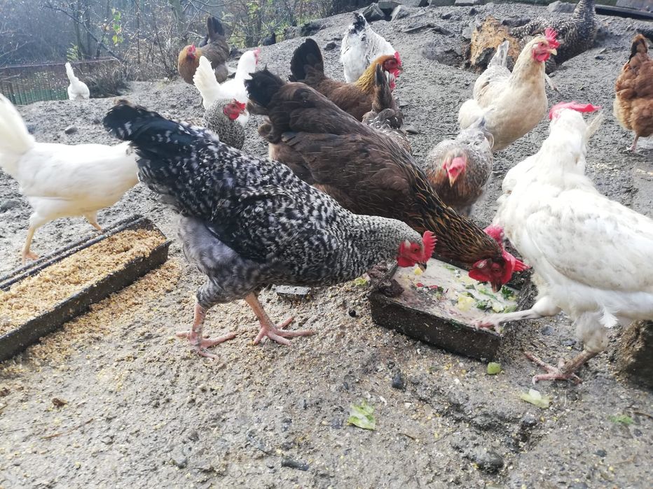 Sprzedam młode koguty