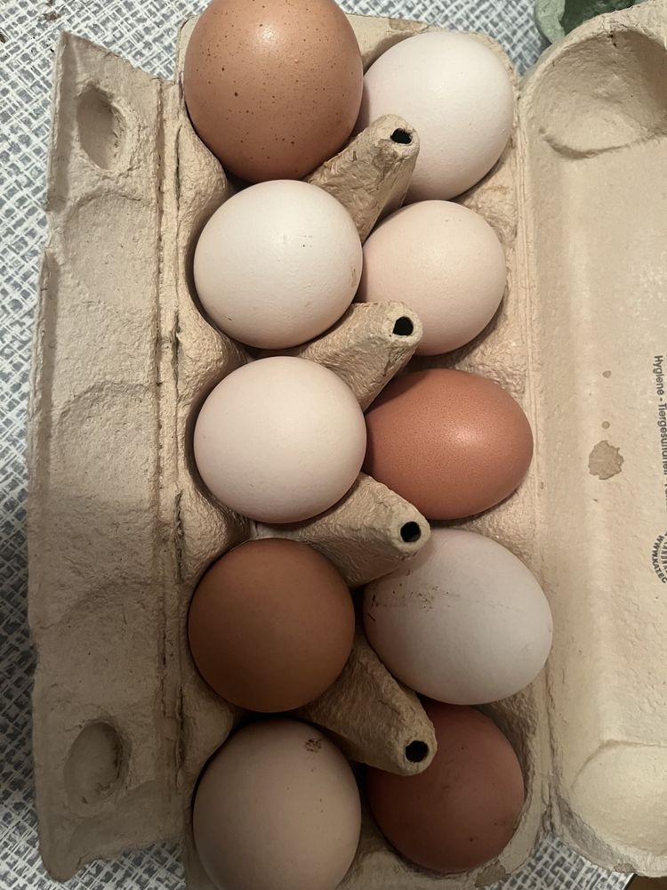Świeże jaja z wolnego wybiegu domowe naturalne  Ugoda 12