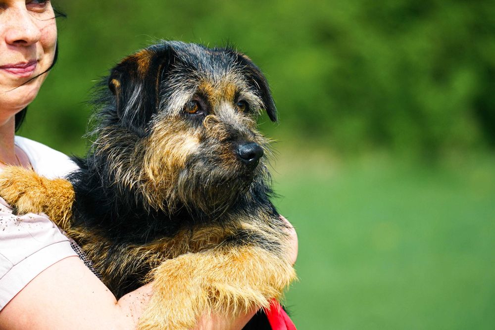 LASTKA - śliczna, niewielka, szorstkowłosa sunia