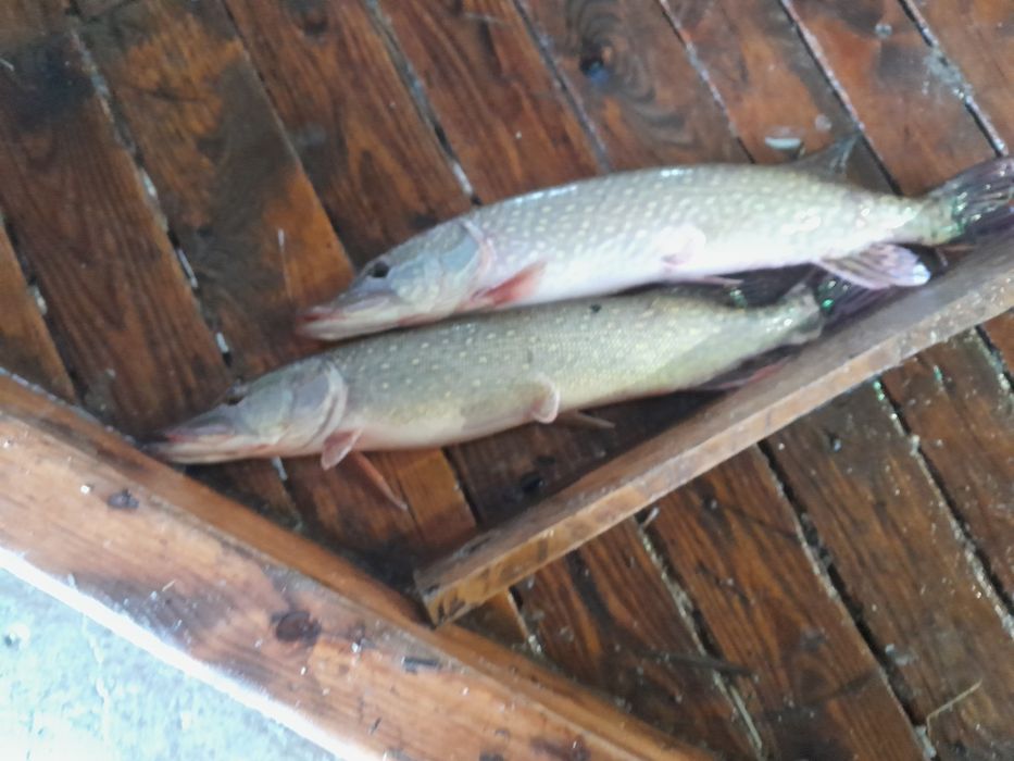 Sprzedaż ryb z własnej hodowli