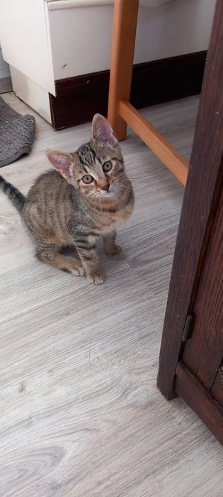 Julka poleca się do adopcji