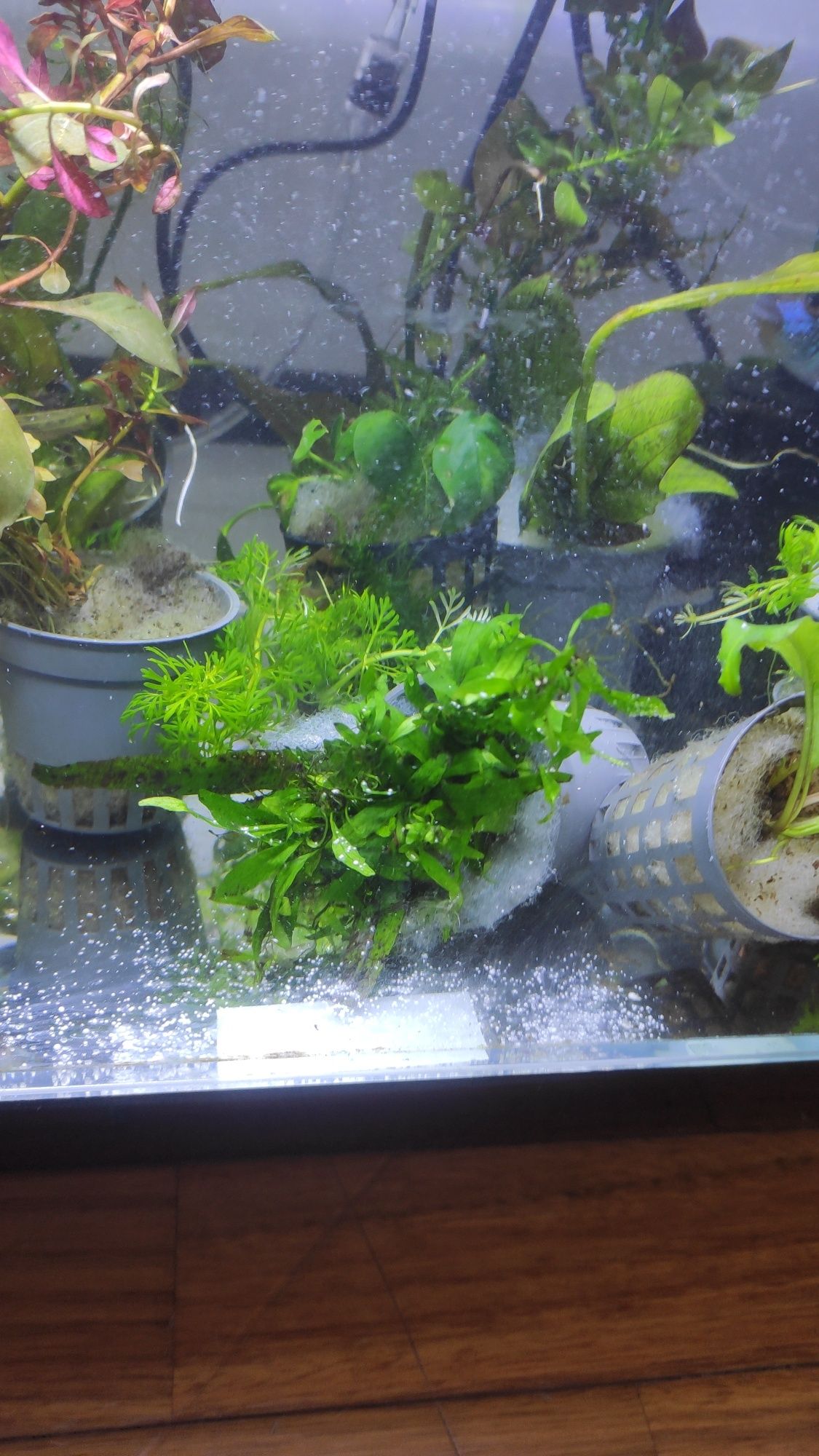 planta aquario microsorum