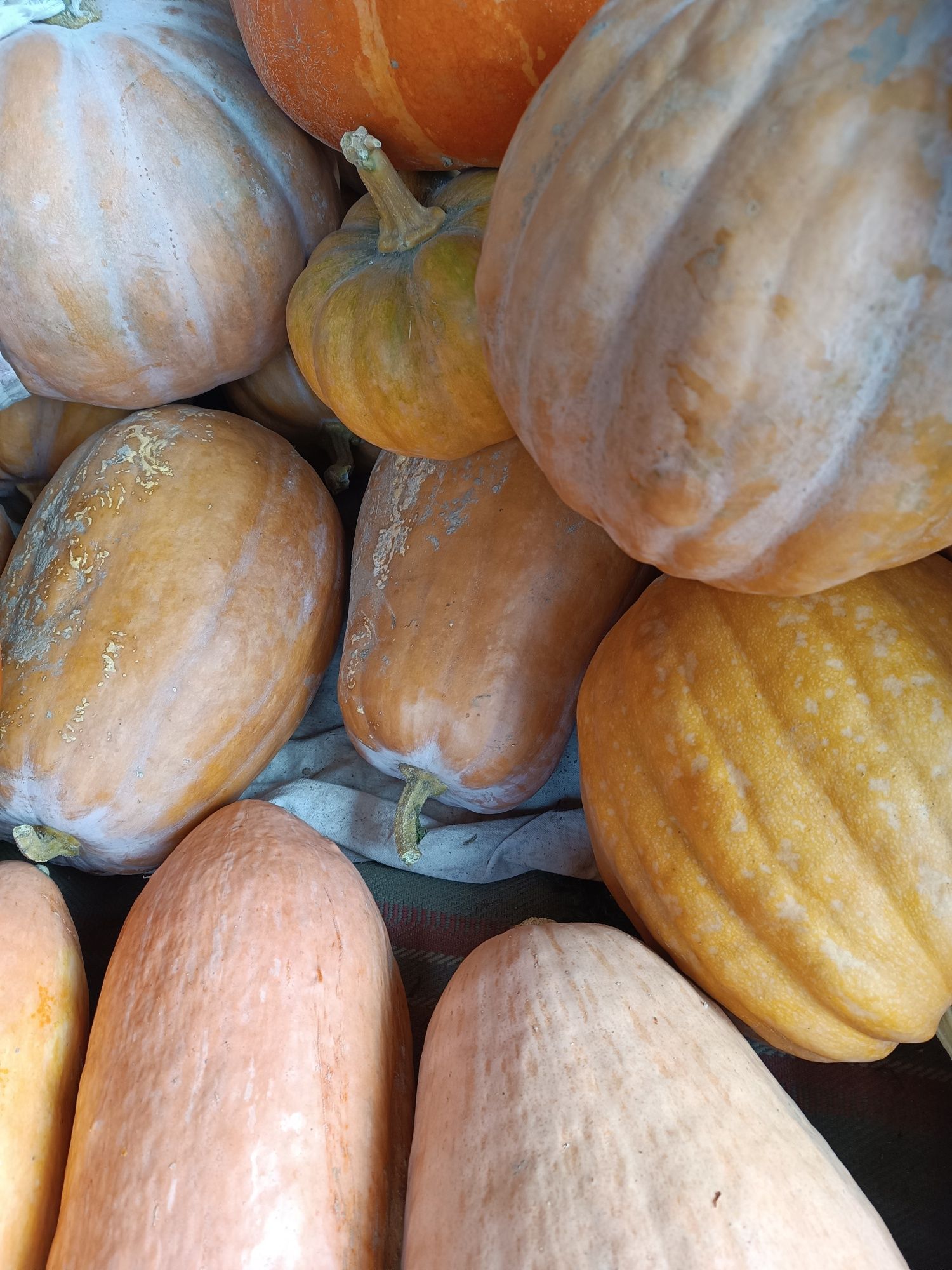 Продам кабаки, кашові кабаки
