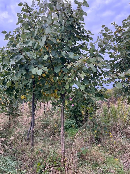 Drzewa Alejowe Lipa, klon, jarząb, grab, robinia, wiąz