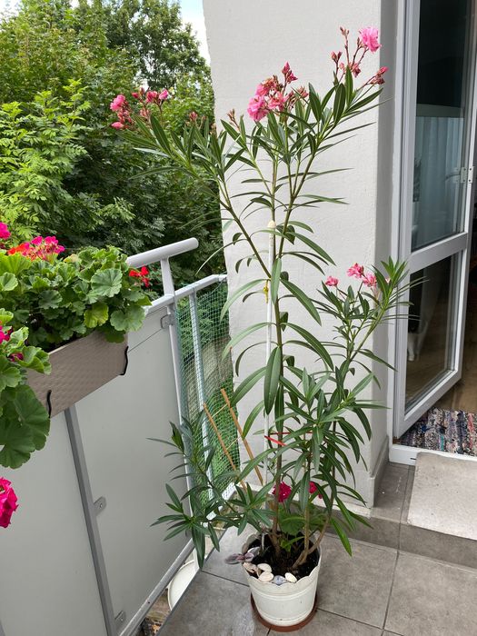 Oleander duży różowy pełny