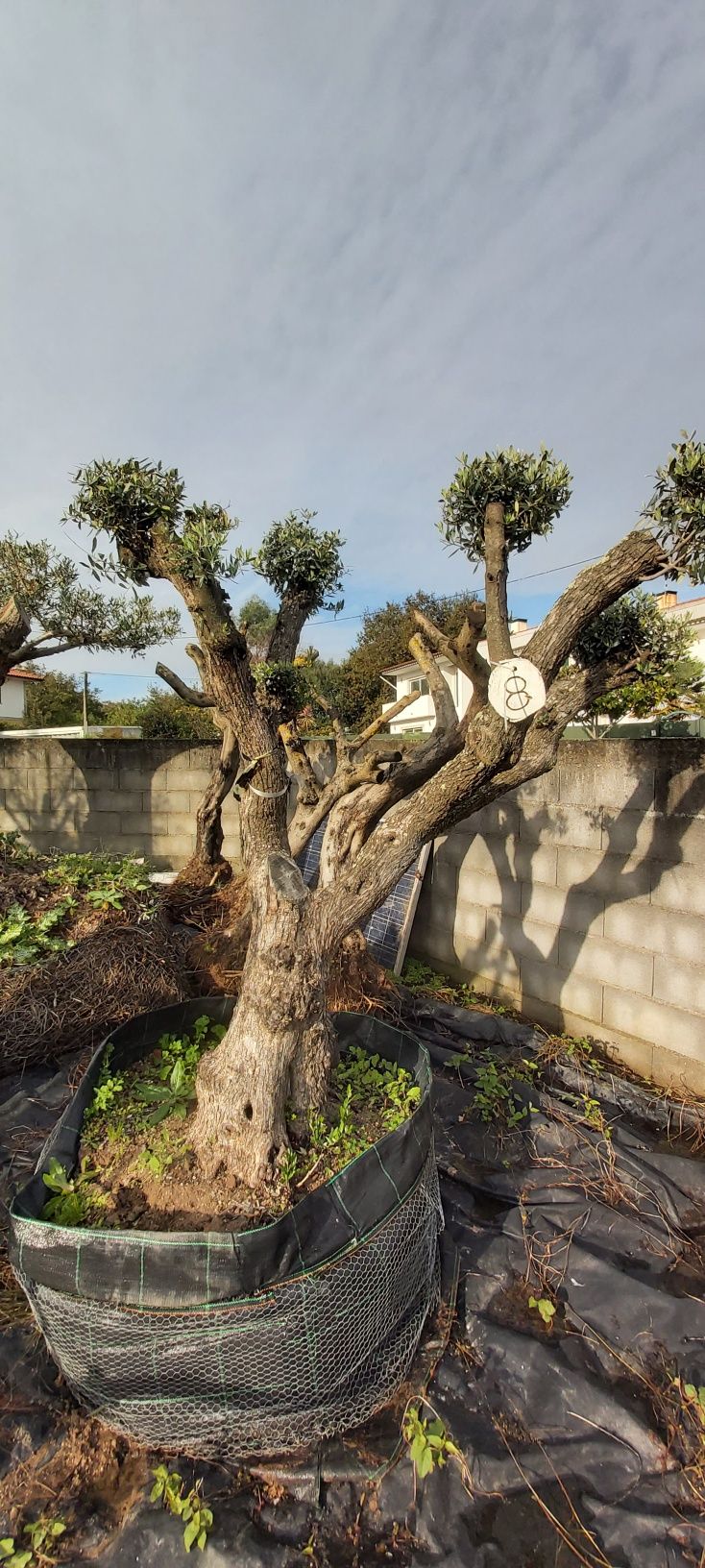 Oliveiras de vários tamanhos