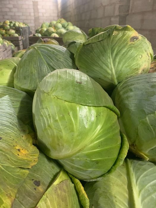 Kapusta agresor nieobierana 0,35gr/kg