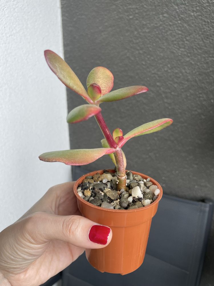Grubosz Crassula Sunset sukulent drzewko szczęścia