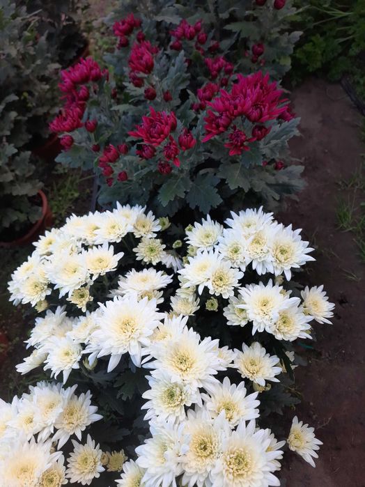 Chryzantemy doniczkowe