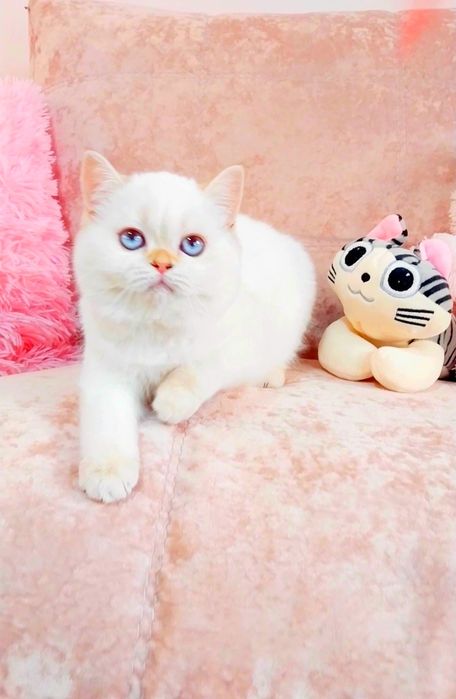 Казкова дівчинка неймовірна мазунка