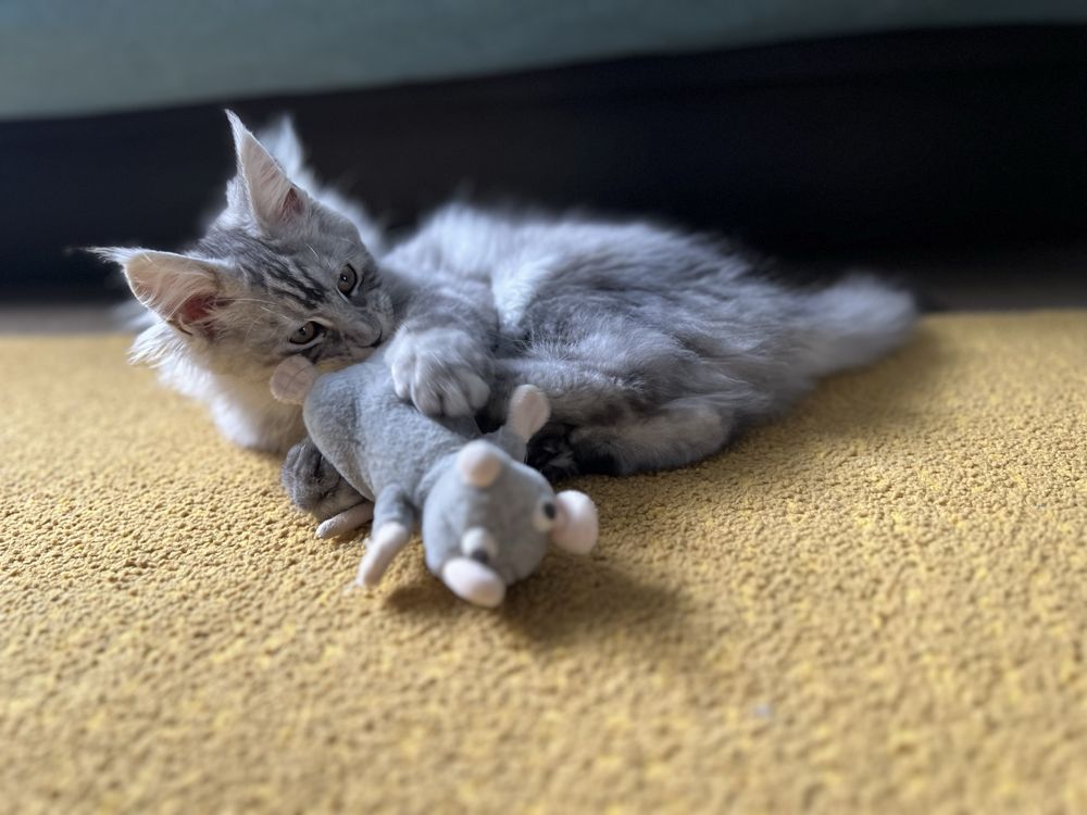 Piękna koteczka Maine Coon, rodowód FPL