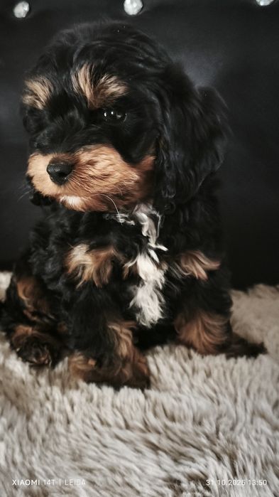 Cocapoo, cockapoo F1 cavapoo Guffi