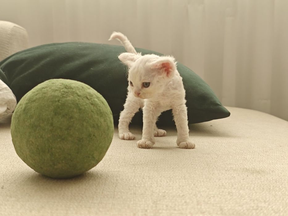 Devon Rex menino branco