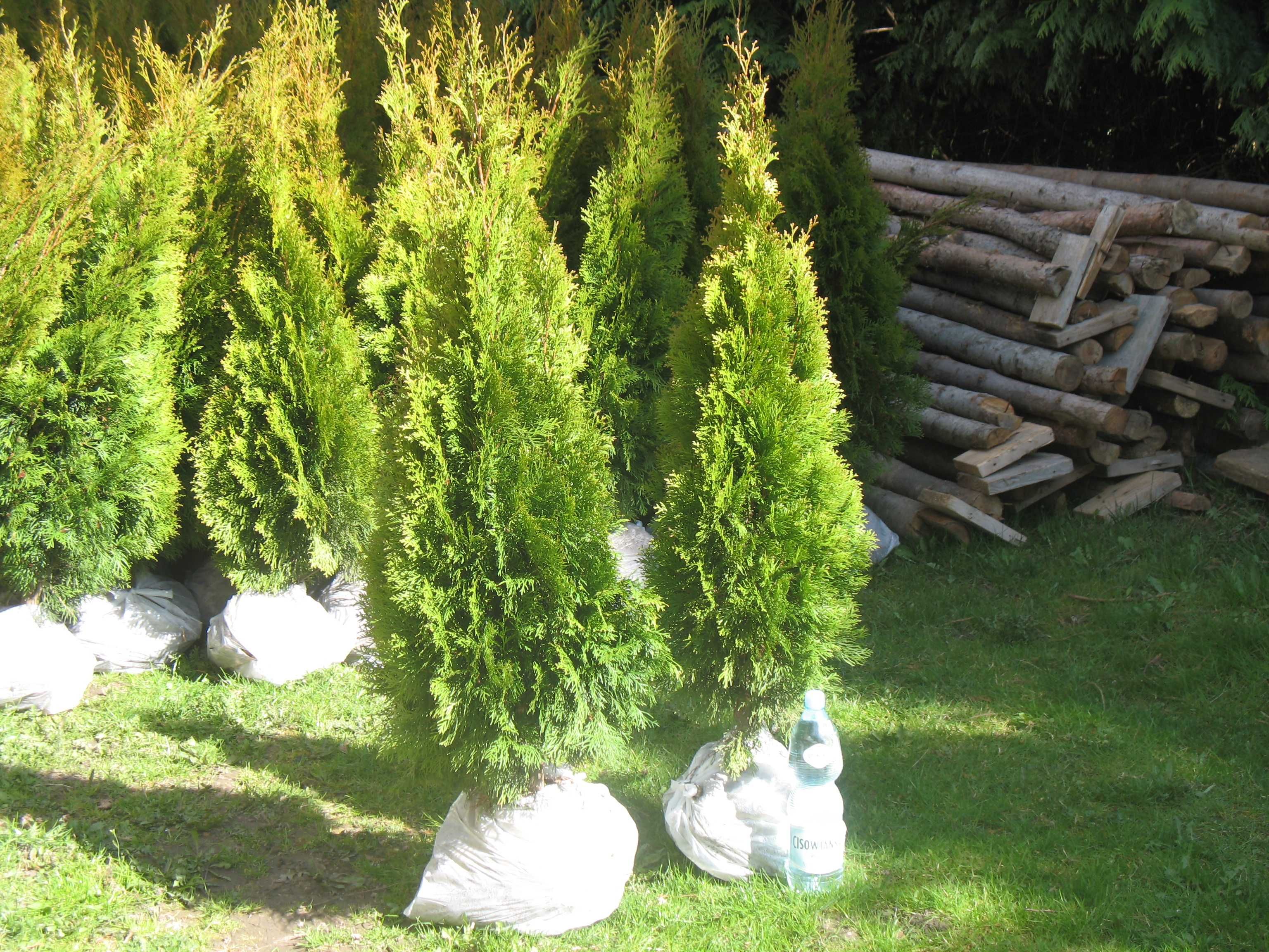 Tuja szmaragd 160-180 cm, smaragd, tuje, thuja, krzewy ozdobne, iglaki