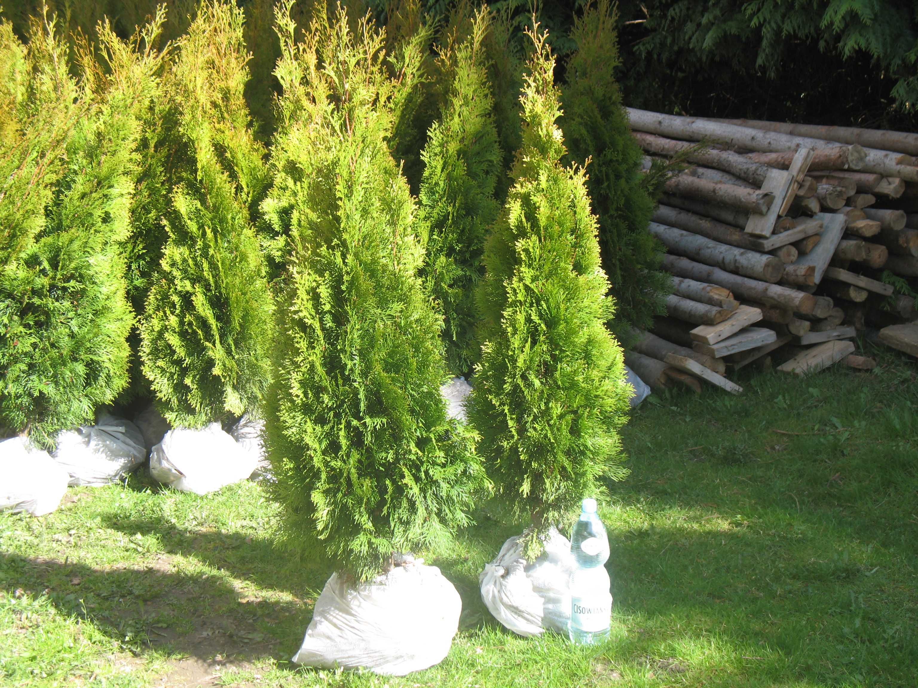 Tuja szmaragd 160 cm, smaragd, tuje, thuja, krzewy ozdobne, iglaki