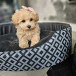 Cudna  Cukierkowa Dziewczynka Maltipoo