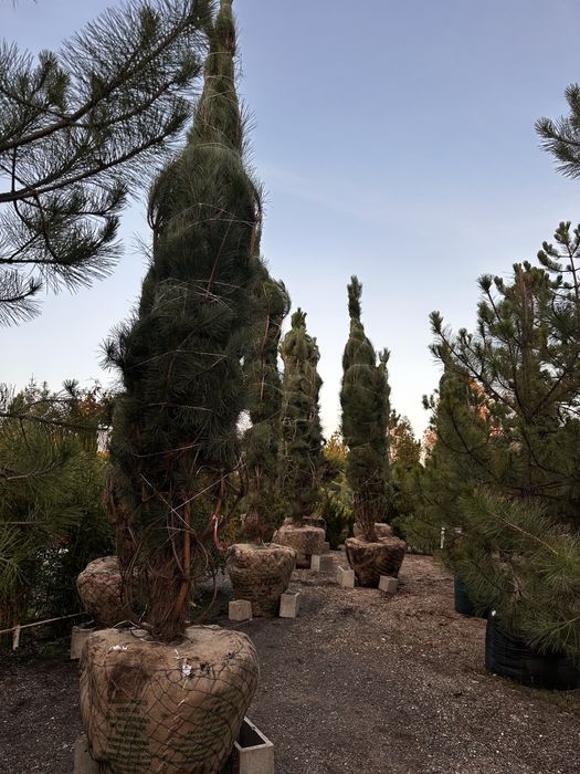 Сосна крымская, обыкновенная