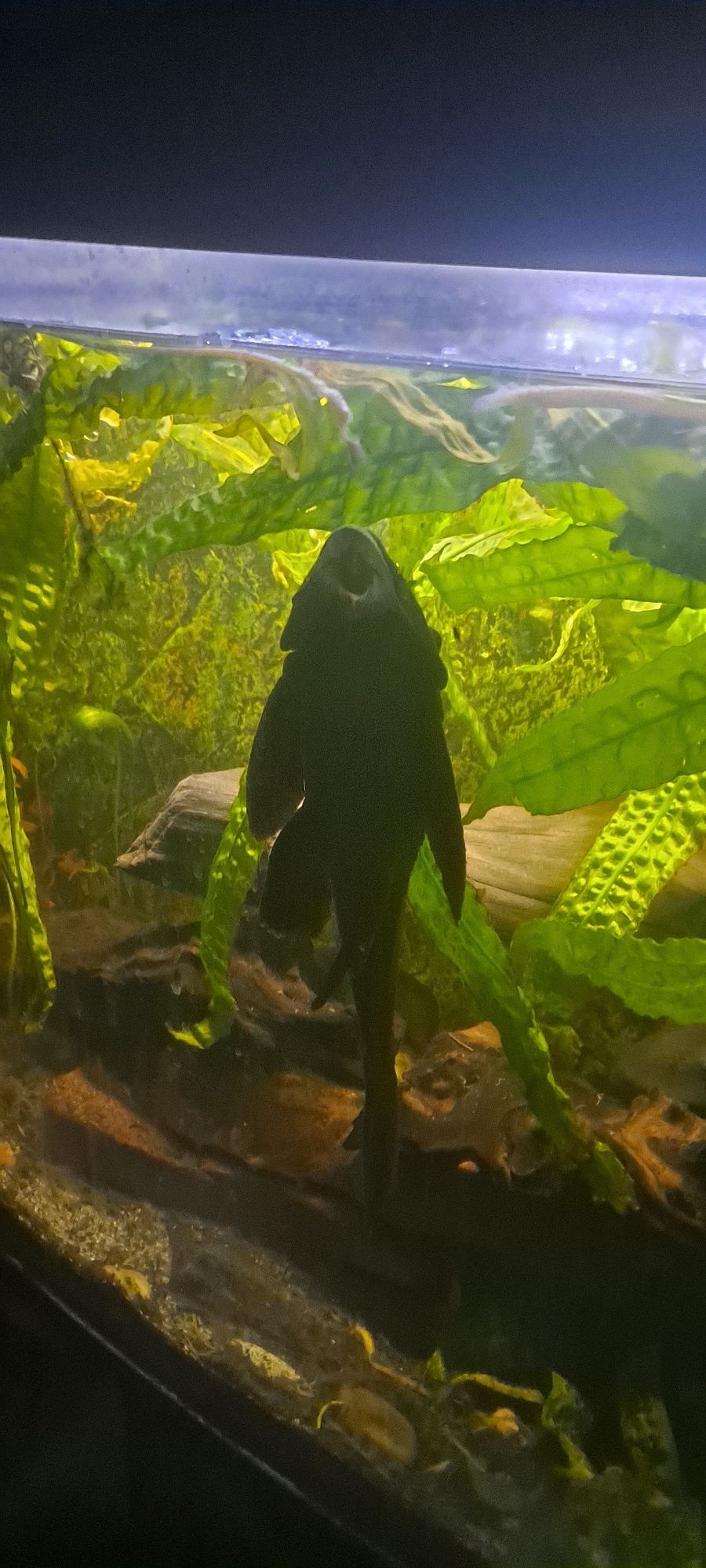 Akwarium z okazami