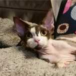 Kotka Devon Rex czekoladowo-biała