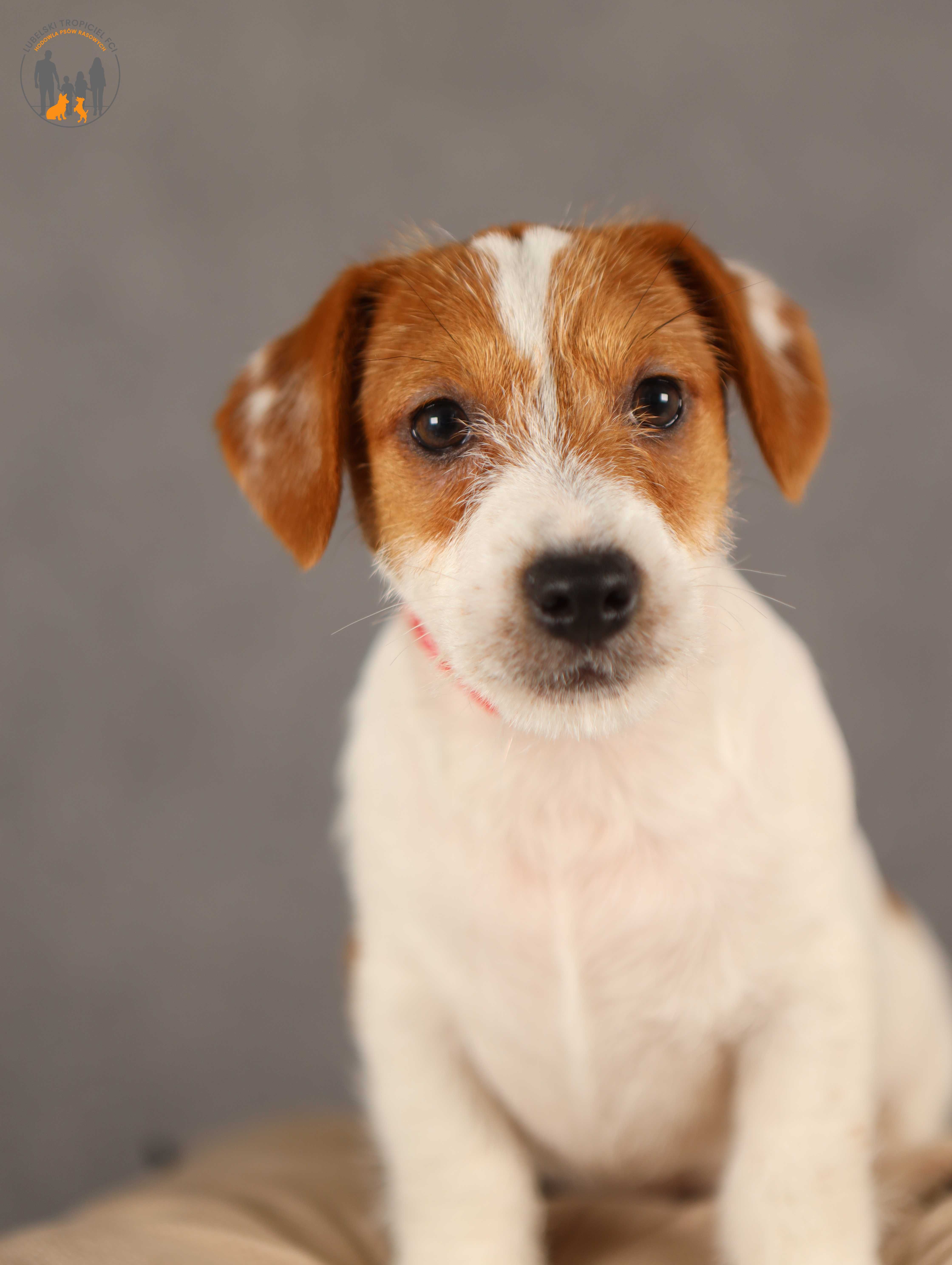 Jack Russell Terrier ZKwP FCI piesek