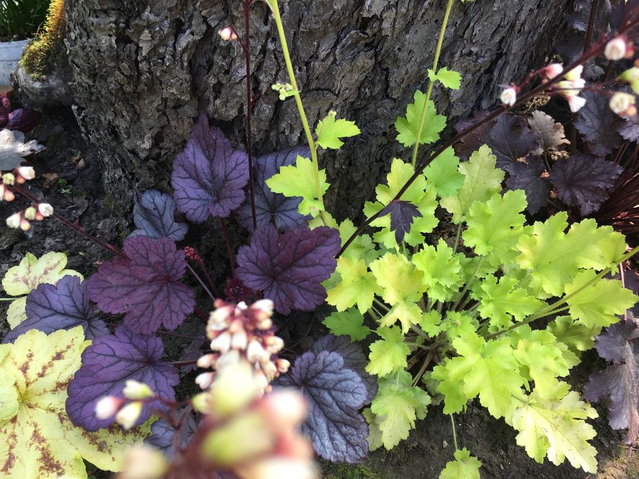 Гейхера сортова багаторічна