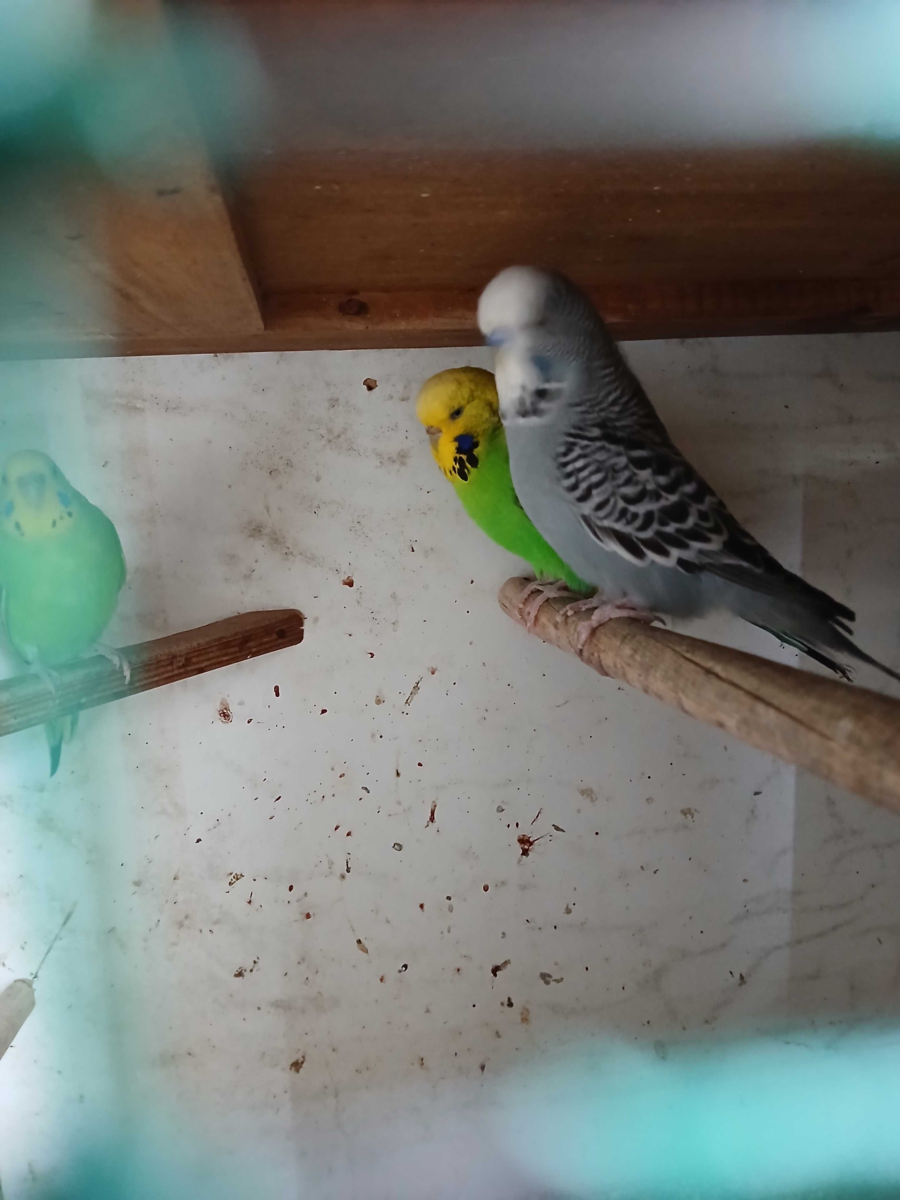 Casal de piriquitos  ingleses