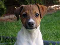 Jack Russell Terrier suczka od #SMARTIE JACKS# ready for a new home
