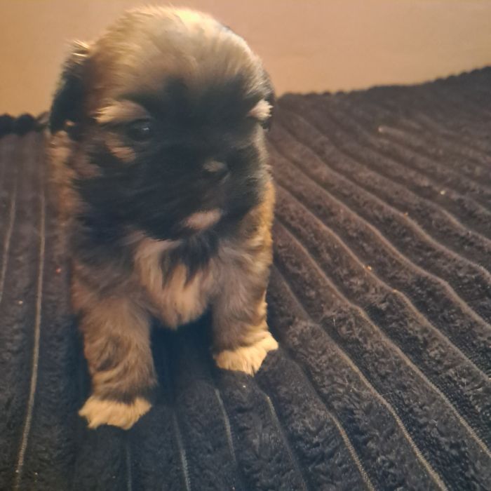 Szczeniak pekińczyk