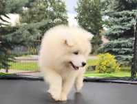 S A M O J E D, Samoyed