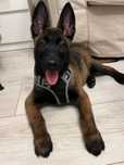 Owczarek belgijski malinois