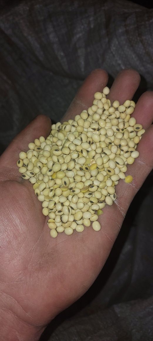 Продам очищене насіння сої.