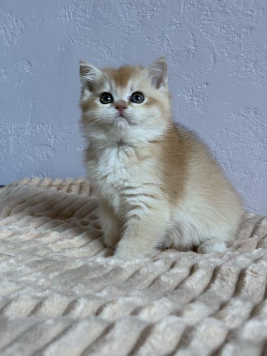 Dziewczynka brytyjska