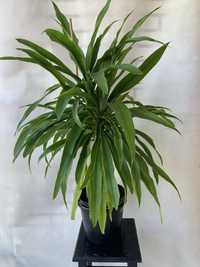 Dracena zielona , dużo liści