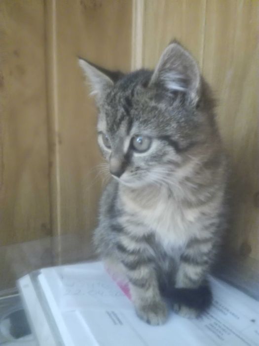 Oddam kociczkę w dobre ręce