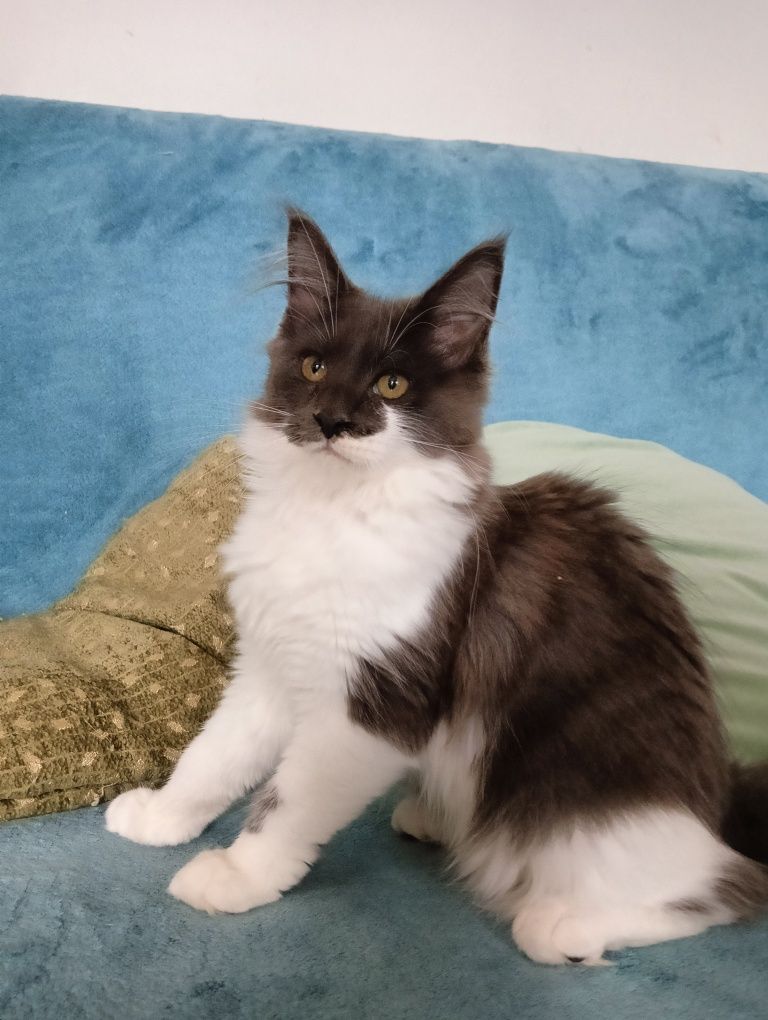 Maine coon dostojna koteczka niebieski solid z białym rodowód FPL