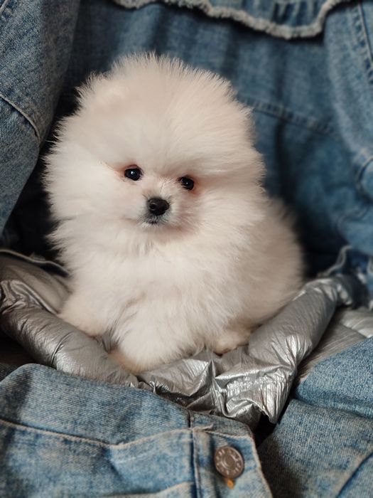 Мальчик шпицулька мини