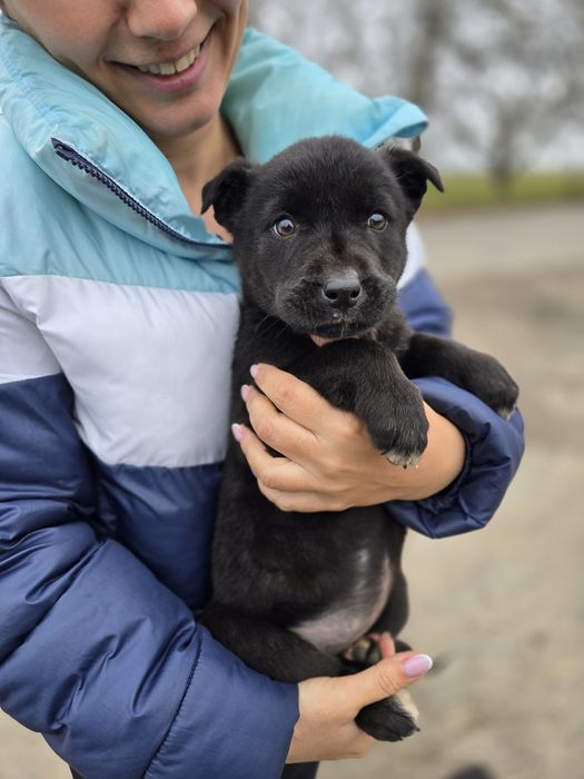 Цуценя в добрі ручки!