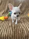 Malutki piesek Chihuahua