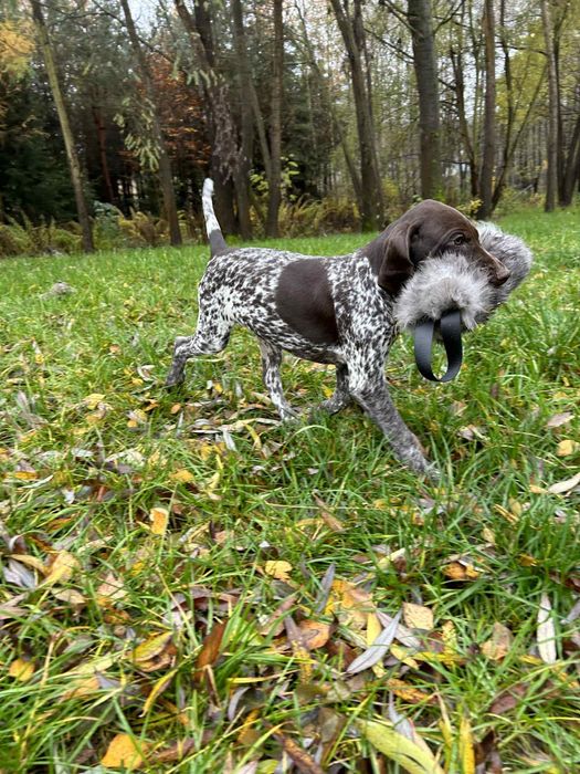 wyżeł niemiecki krótkowłosy Zkwp/Fci