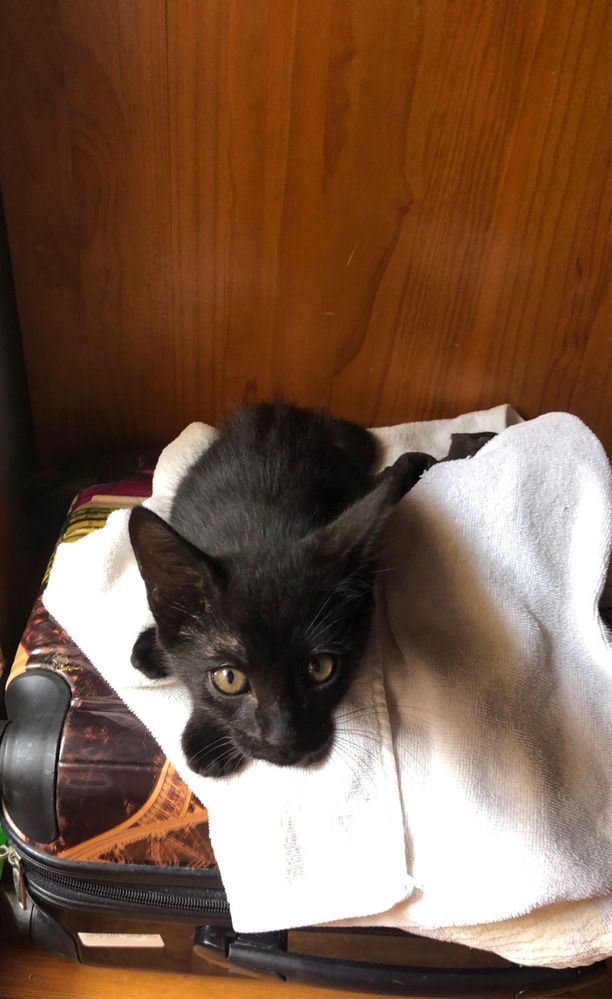 Gatinhos para adoçao consciente
