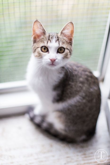 RÓŻDŻKA czeka na swojego człowieka