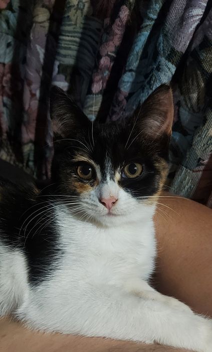 Шикарна кошечка европейской короткошерстной породьі