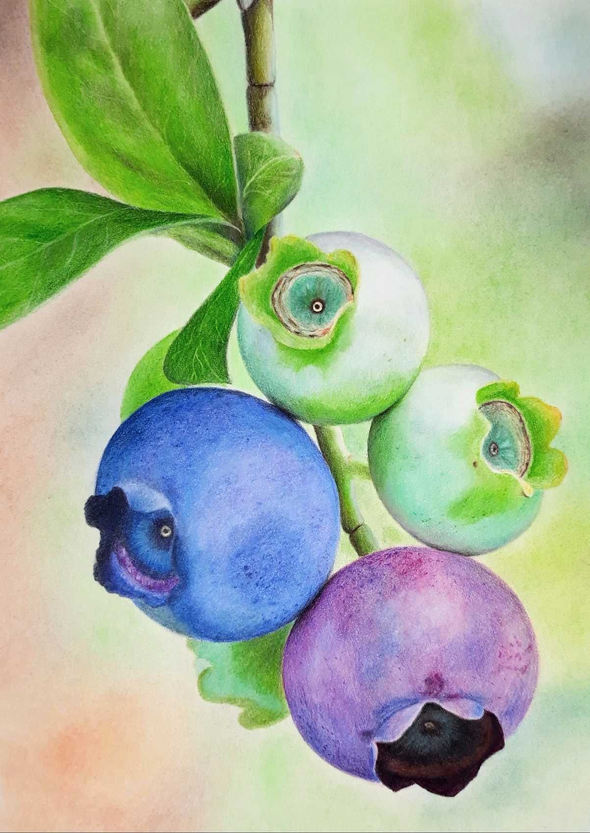 Rysunek kredkami obraz 21x30 martwa natura, borówki