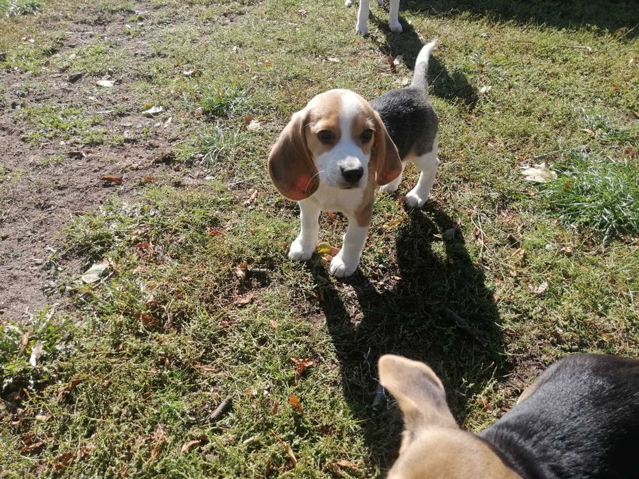 Beagle tricolor szczeniak
