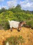 Cabras anãs da África Ocidental para venda.