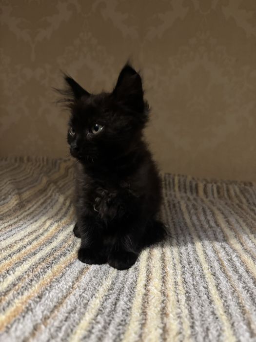 Віддам кошенят в добрі руки