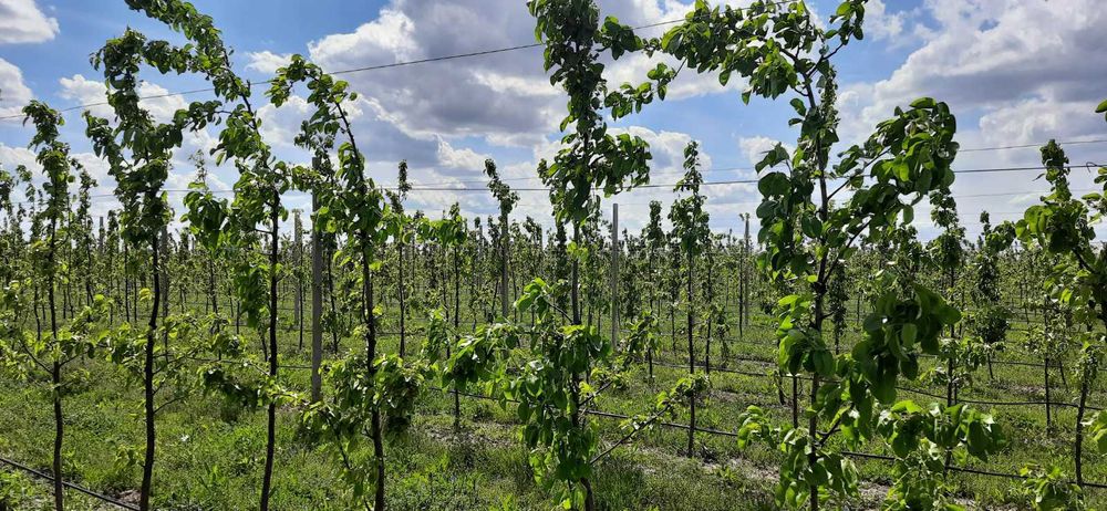 Садові стовчики (Шпалера)