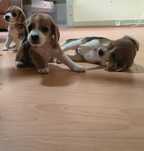 Beagles pequenos